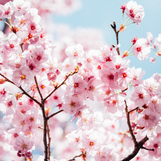 SPRING AFFAIR: japanese cherry blossom