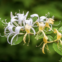 Load image into Gallery viewer, SUMMER MADNESS: honeysuckle + jasmine + ginger

